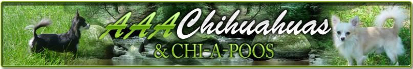 AAAChihuahua's and Chi-a-poo's,AKC purebred pedigree puppies