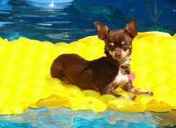 Alexanders Marlee smooth coat chocolate chihuahua