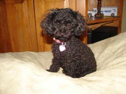 Alexander Pixie black poodle female