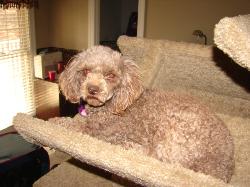 Alexander Zoey chocolate poodle female