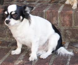 Woodland Dottie long coat white with black spot chihuahua female