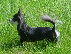Woodland Lilly long coat black tan & white chihuahua female